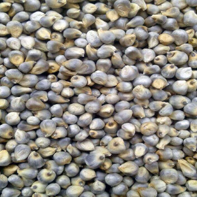 Pearl Millet