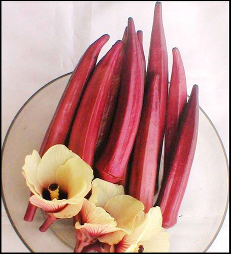Bhindi F1-RSB-1324  (Binita)