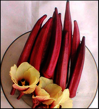 Bhindi F1-RSB-1324  (Binita)