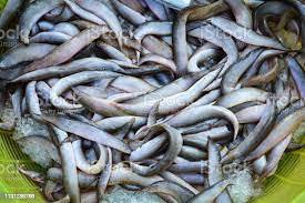 High quality live Eel fish By ABBAY TRADING GROUP, CO LTD