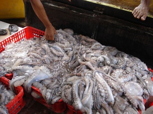 Zhanhua Fresh Frozen Octopus