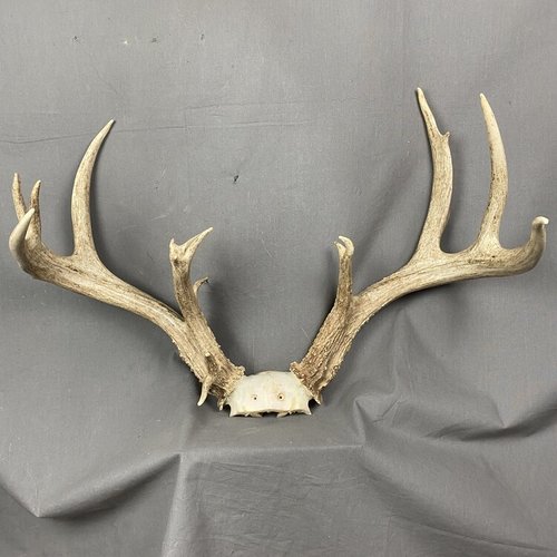 Naturally shed Whole Antlers & Hornss By ABBAY TRADING GROUP, CO LTD