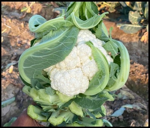Cauliflower F1-Zoya-60