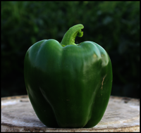 Capsicum F1-RSC-2105  (Malika)
