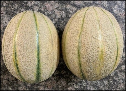 MuskMelon F1-RSM-8105