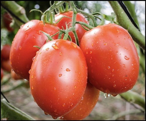 Tomato F1-Kalam-1004 Grade: Food