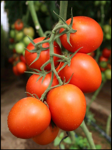 Tomato F1 -Sanan