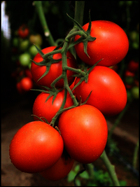 Tomato F1 -RST-242   (Sanan)