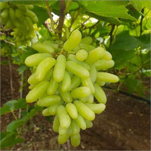 Green Grapes