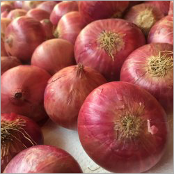Instant Fresh Red Onion