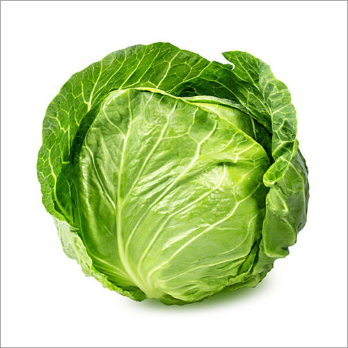 Fresh Cabbage