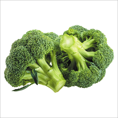 Fresh Broccoli By GREAT JANARDAN EXPORT IMPORT PRIVATE LIMITED