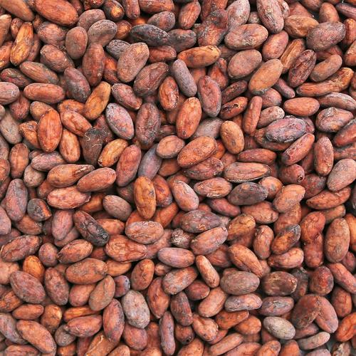 Raw Organic Cacao Beans By ABBAY TRADING GROUP, CO LTD