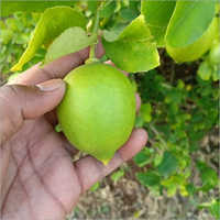 Green Seedless Lemon