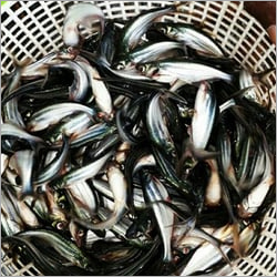 W250 Pangasius Fish Seed By KOLKATA LIVE FISH SEEDS & PACKING CENTRE