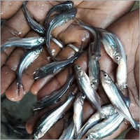 Big Pangasius Fish Seed - Premium Aquaculture Grade, High Growth Potential And Disease Resistance