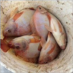 Red Tilapia Fish Seed