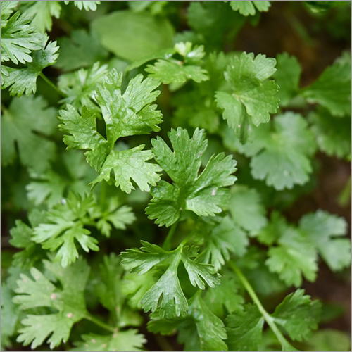 Fresh Coriander Leaves
