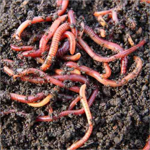 Organic Earthworm
