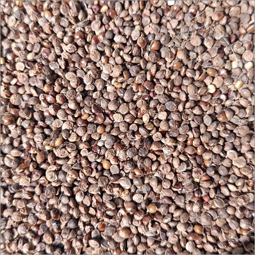 Organic Foxtail Millets