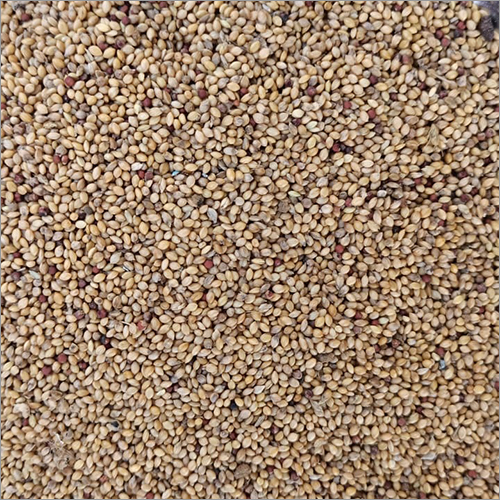Indian Millets 