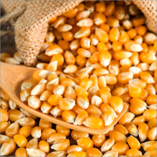 Yellow Corn Seed