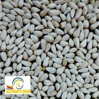 Safflower Seeds - Natural, White Color | 99% Purity, Antioxidant-rich, Edible, Moisture 8%, Heart Health Benefits, 12 Months Shelf Life