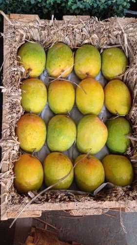 Alphanso Mango Ratnagiri