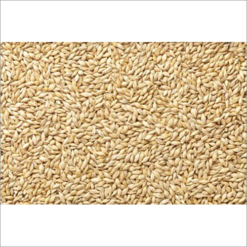 Barley (Jav By BHAVESH ENTERPRISES