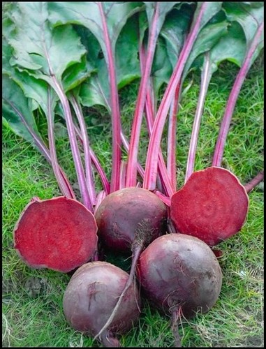 Beetroot F1- Rockit