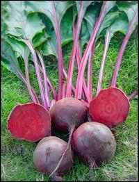Beetroot F1- RSB-1122  (Rockit)