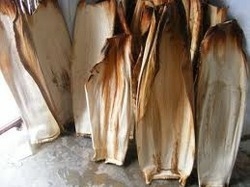 Areca Leaf Supplier in Ooty