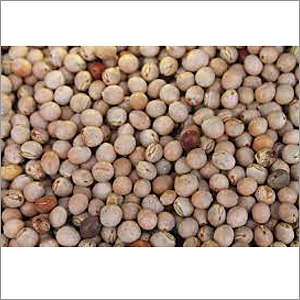 Pigeon Pea