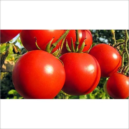  Fresh Tomato