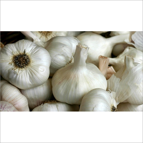 White Garlic By JZH BV.