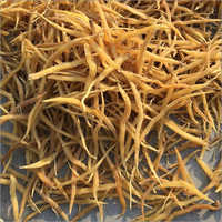 Organic Shatavari Root
