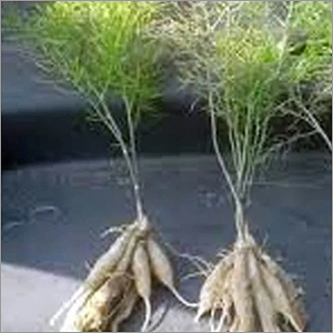Natural Shatavari Root