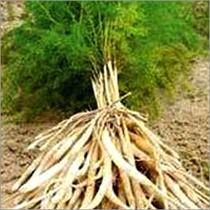 White Shatavari Root