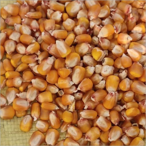 Maize Seed