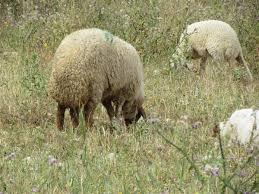 Awassi Live Stock Sheep