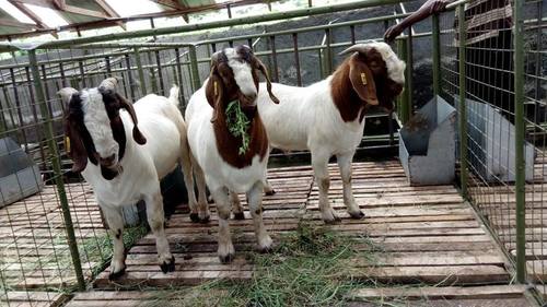 Boer Goat For Sale Age Group: Children