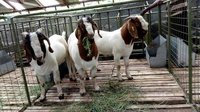Boer Goat for Sale