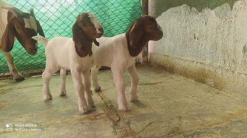 Healthy Boer Goat for Sale at Cheap Price