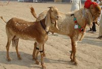 Cheap Beetal Goats for sale