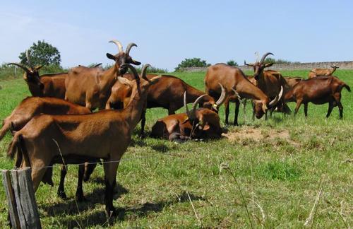 French Alpine Goats for Sale