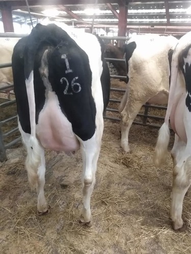 Buy Live Pregnant Holstein Heifers