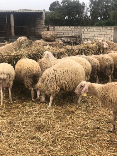 Buy Live Fat Tail Awassi Sheep
