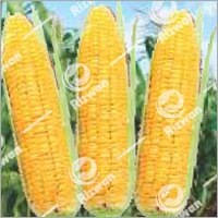 Maize Hybrid- King 4455