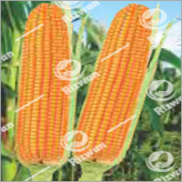 Maize Hybrid- Gold 840