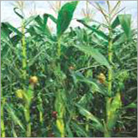 Maize Fodder Rs 1056